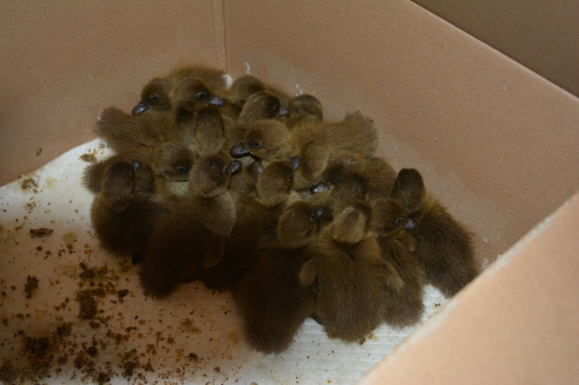 campbelli juniori - C - RATE