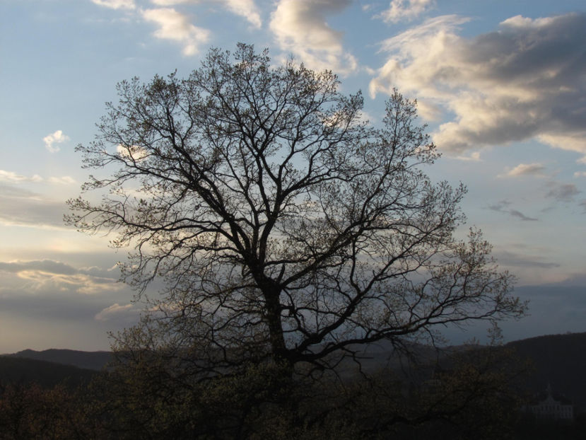 Mai 2017 385 - Natura - inprejurimile Sighisoarei