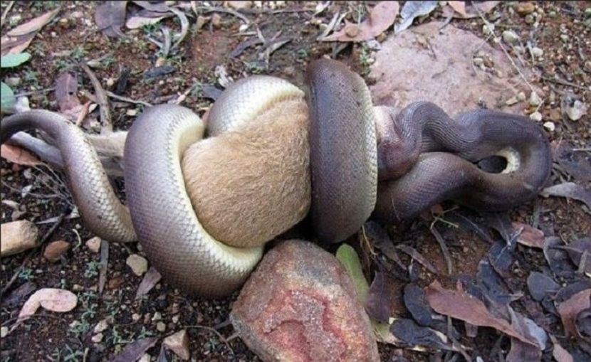 cine mișcă, nu mai mișcă!... mișcă mort!... - NATURA ȘI SURPRIZELE EI