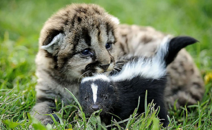  - NATURA ȘI SURPRIZELE EI