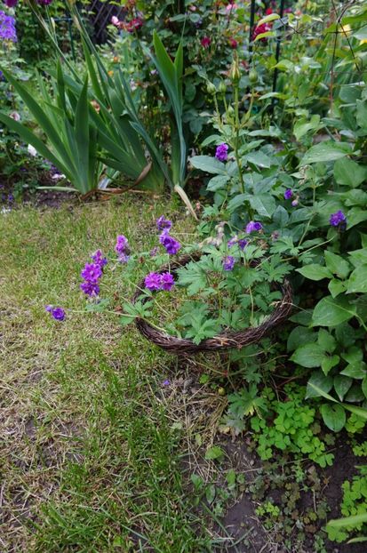  - Geranium si alte perene