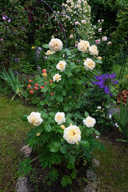  - 000 TRANDAFIRII MEI