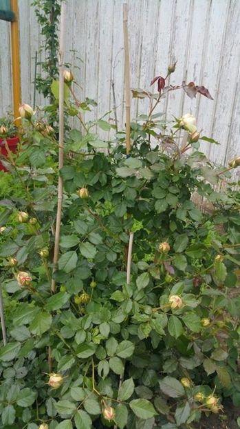 Pierre de Ronsard imbobocit mai 2017 - Pierre de Ronsard Eden Rose 88