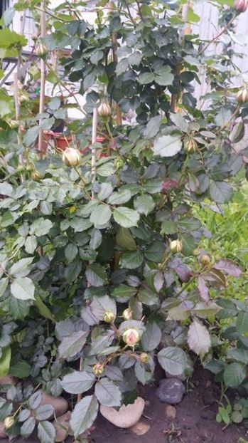 Pierre de Ronsard imbobocit 2017 - Pierre de Ronsard Eden Rose 88