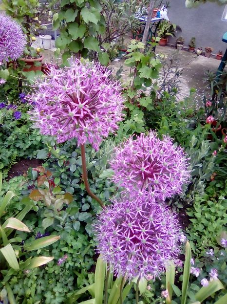  - Diverse flori 2017