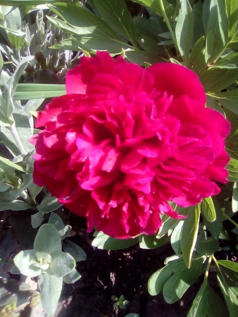  - Diverse flori 2017