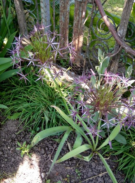  - Diverse flori 2017