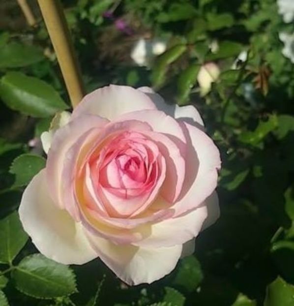 Pierre de Ronsard ( Eden Rose )-Trandafir Urcator 2016 - Pierre de Ronsard Eden Rose 88