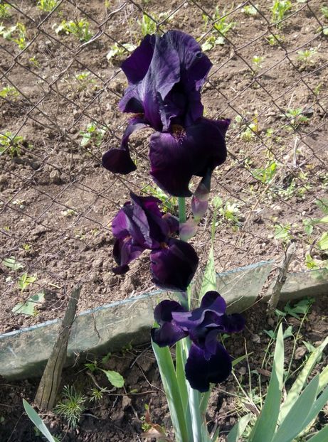  - Diverse flori 2017