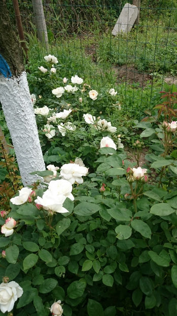  - Gradina primavara 2017