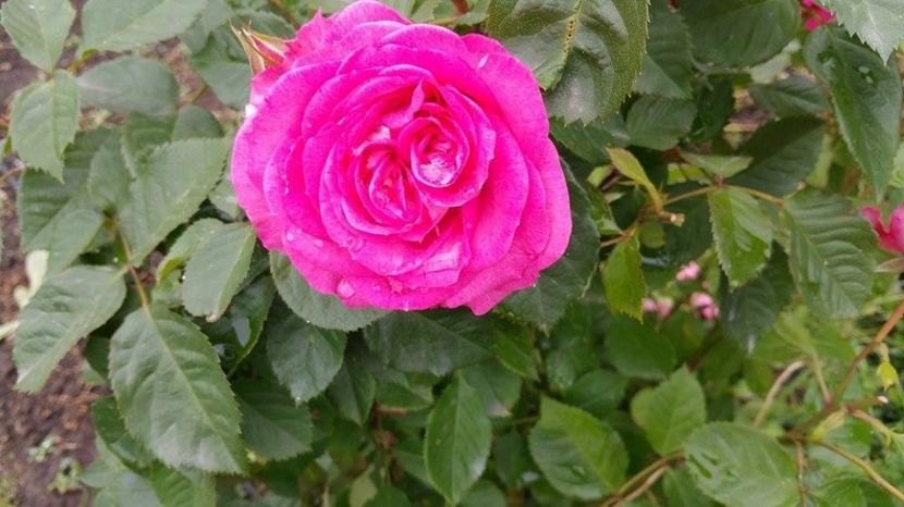 Trandafir de Damasc - Mme Isaac Pereire