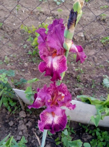  - Diverse flori 2017