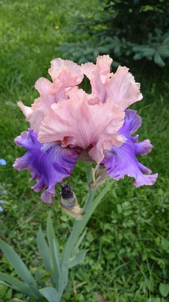FLORENTINE SILK - Gradina primavara 2017