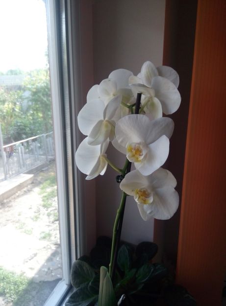  - Diverse flori 2017