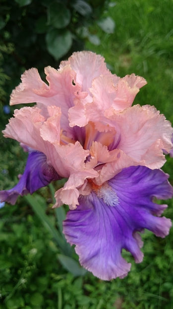 FLORENTINE SILK - Gradina primavara 2017