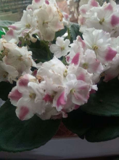  - Diverse flori 2017