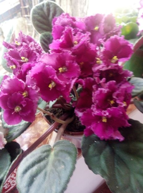  - Diverse flori 2017