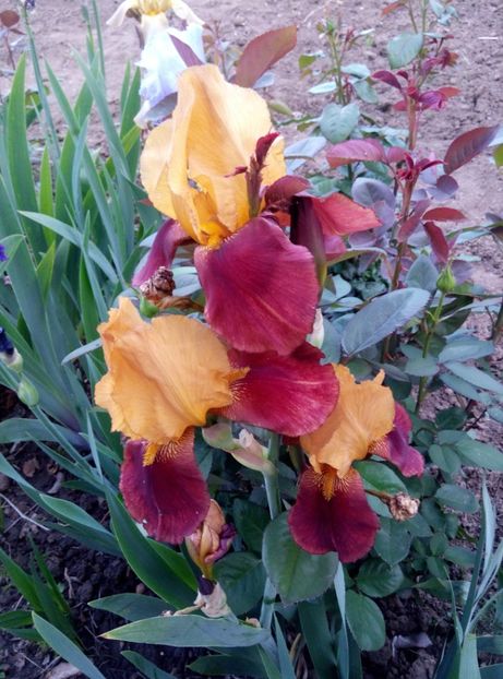  - Diverse flori 2017