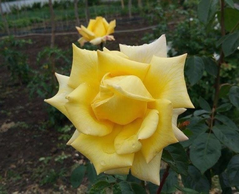 Mabella 2016 - Mabella