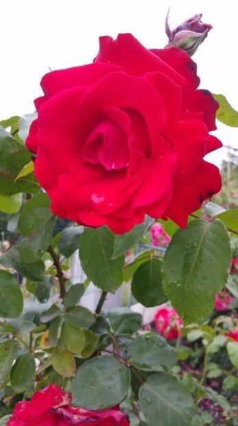 Papa Mailland trandafir - TRANDAFIRI