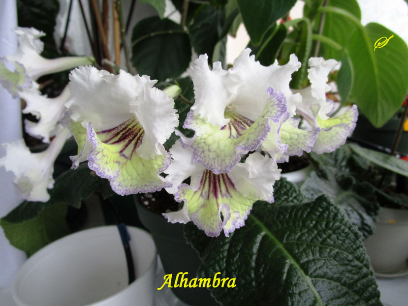 Alhambra(27-05-2017) - Streptocarpusi 2017