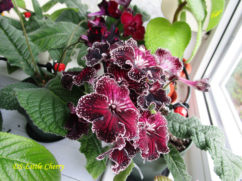 DS-Little Cherry(27-05-2017) - Streptocarpusi 2017