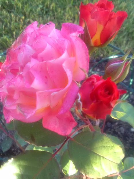  - Michelle Bedrosian