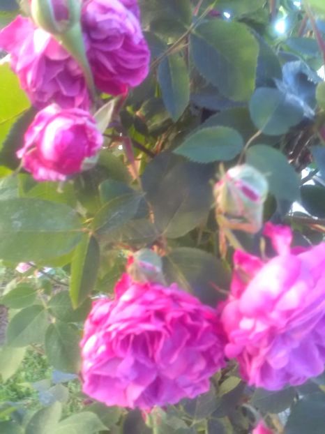  - Reine de Violettes