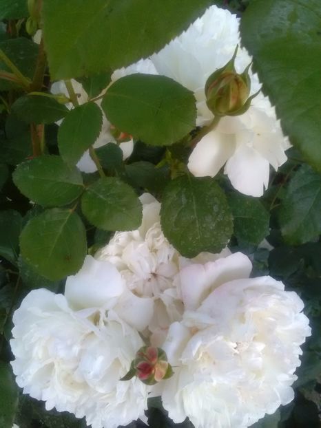  - Winchester Cathedral