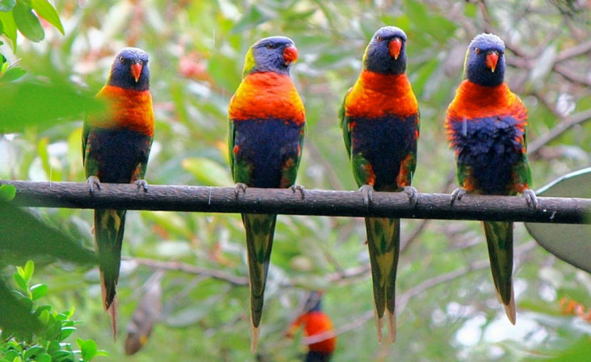 pfuaaiiii!... ce duhoare vine de la ăștia doi!... - NATURA ȘI SURPRIZELE EI