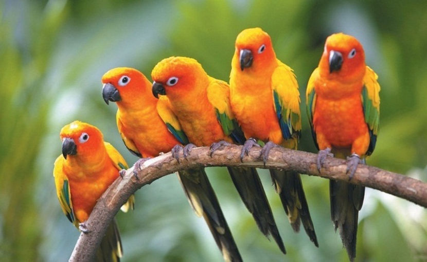 mda, el e vinovatul!... suntem martori, l-am văzut!... - NATURA ȘI SURPRIZELE EI