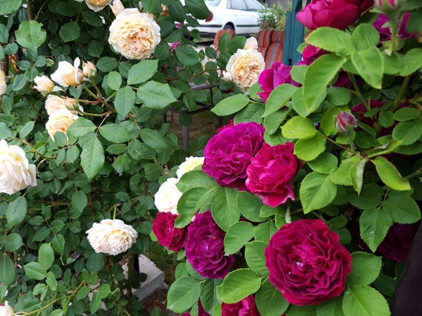  - souvenir du dr jamain