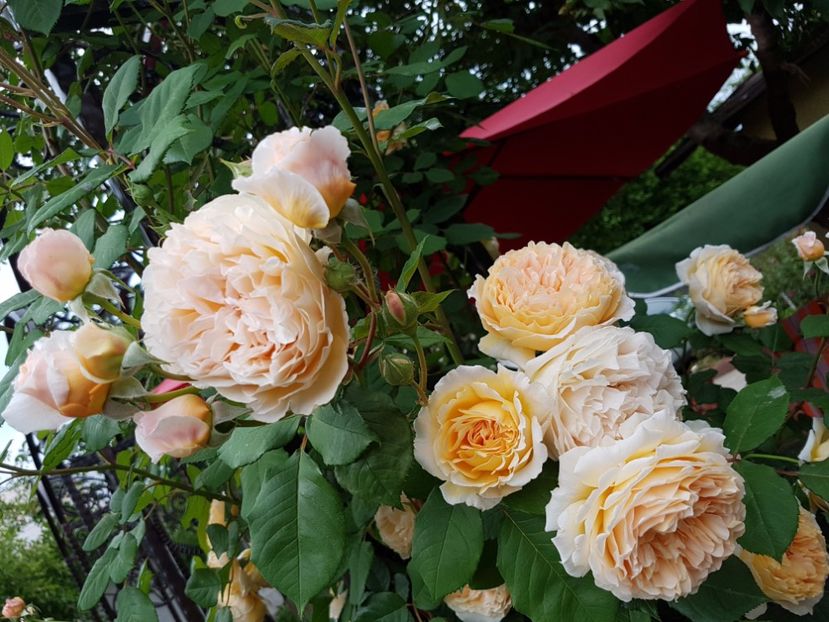  - crown princess margareta