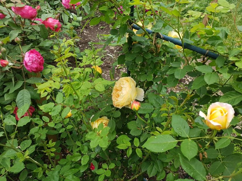  - golden celebration