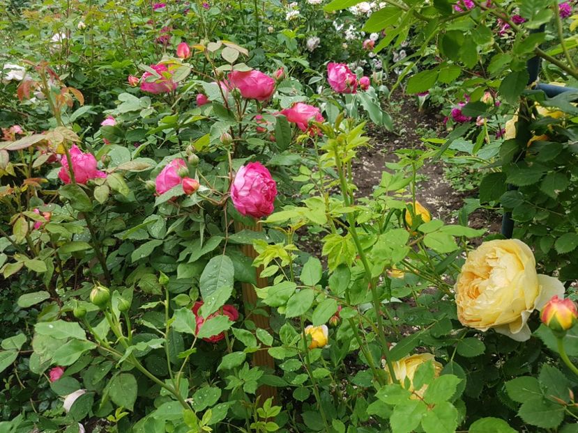  - golden celebration