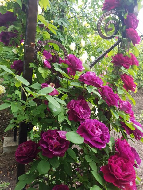  - souvenir du dr jamain