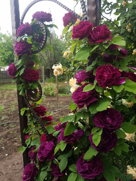  - souvenir du dr jamain