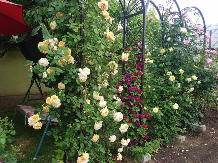  - crown princess margareta