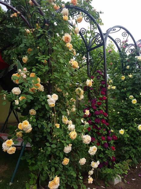  - crown princess margareta