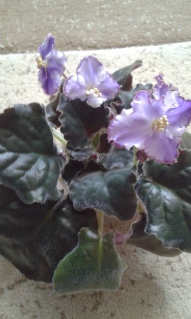 EK Hrustalnaia Melodia - VIOLETE DE COLECTIE 2017