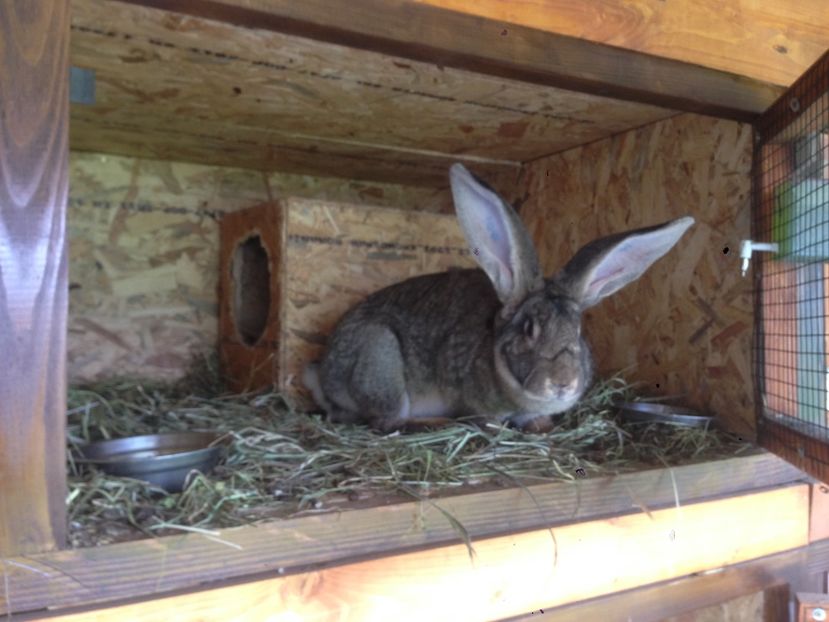  - ADAPOST IEPURI 2016