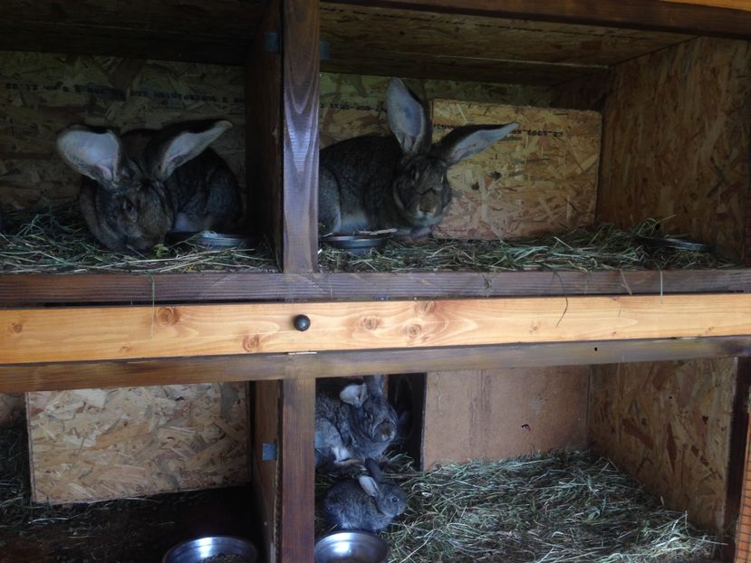  - ADAPOST IEPURI 2016