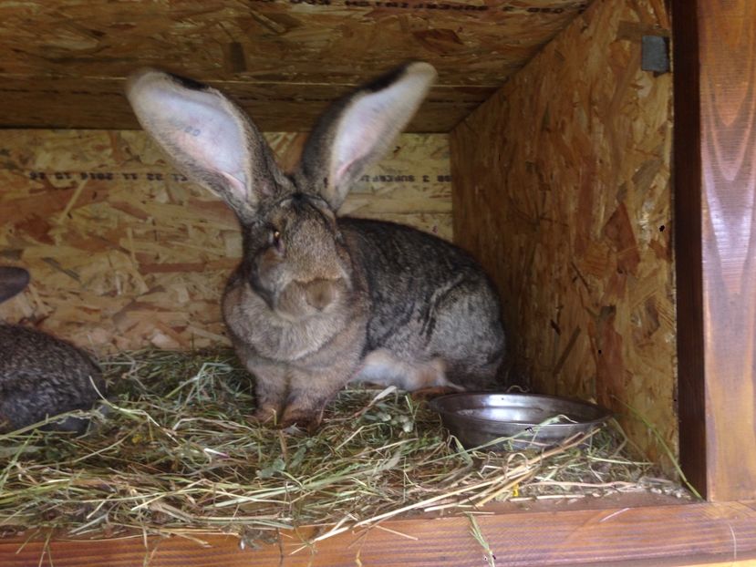  - ADAPOST IEPURI 2016