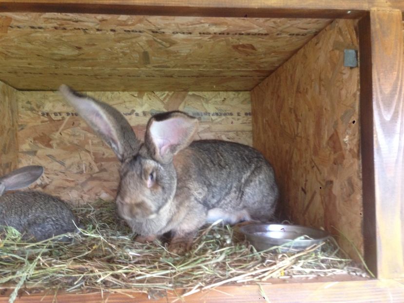  - ADAPOST IEPURI 2016