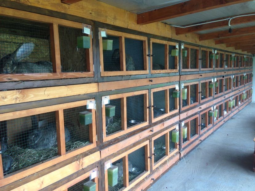  - ADAPOST IEPURI 2016