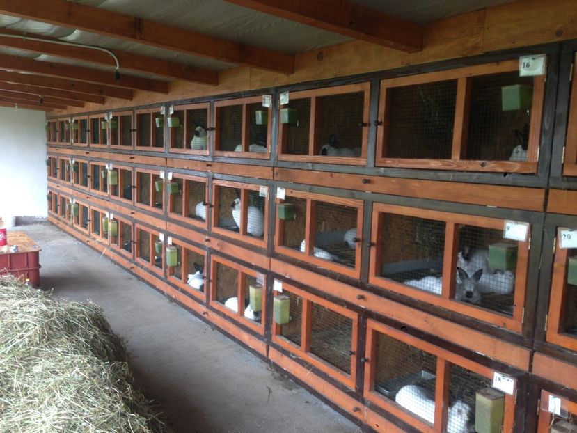  - ADAPOST IEPURI 2016