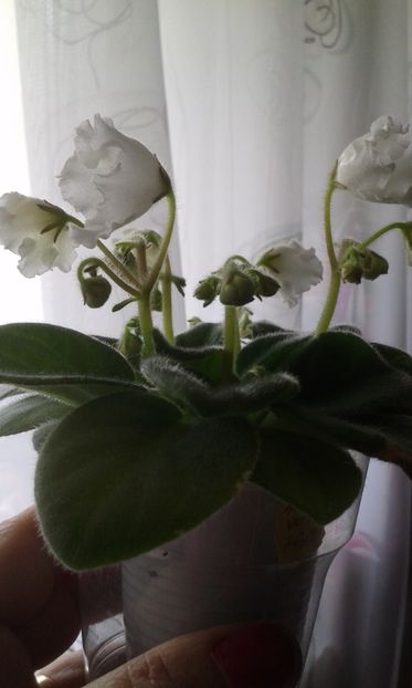 Alan's White Feather - VIOLETE DE COLECTIE 2017