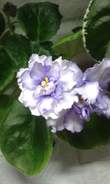 RS Vozdushyie Griozy - VIOLETE DE COLECTIE 2017