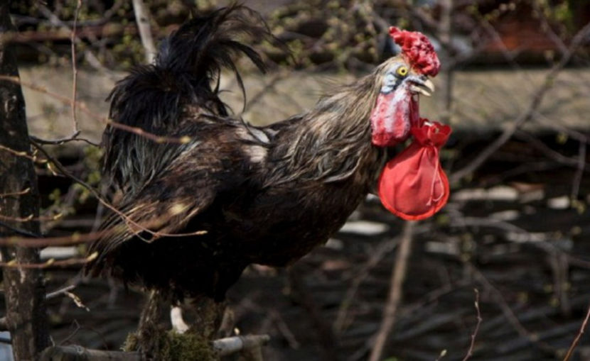 cocoșul lui Ion Creangă - NATURA ȘI SURPRIZELE EI