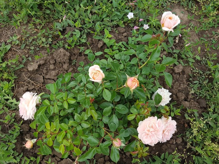 garden of roses - 2 trandafiri 2017 I